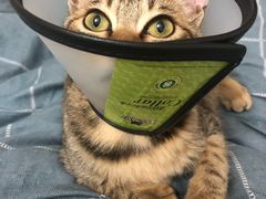 -东莞宠友24H宠物中心医院·转诊夜诊·异宠(新河北路院)