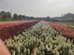 -广东花都香草世界旅游度假区