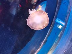 -太平洋海底世界