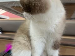 -喵园·猫主题咖啡厅·撸猫·猫咖(国贸店)