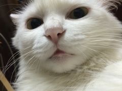 IMG_0528-严国平动物医院(德政总院)