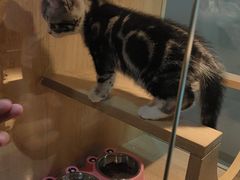 -BABIT巴比特宠物(MOMOPARK店)