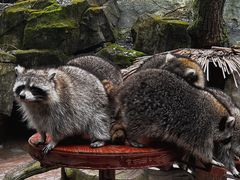 -杭州野生动物世界