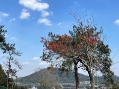-树山生态村