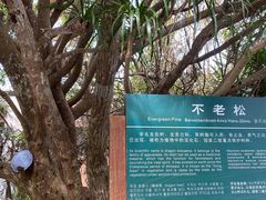 -三亚亚龙湾人间天堂鸟巢度假村