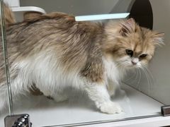 -十月米努特矮脚猫舍