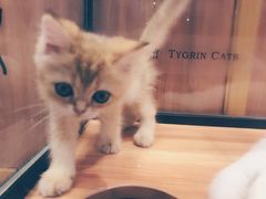-袖虎·猫馆(体育西路店)
