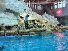 -帝企鹅自助餐厅•儿童岛•真企鹅(长隆企鹅酒店)