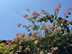 -红叶蛋糕(广达路总店)