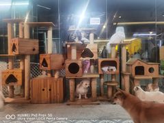 -more than meow吴止猫主题餐厅(承德 中船汇店)