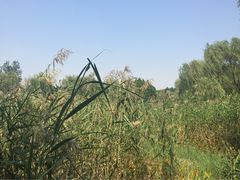 -新江湾城公园