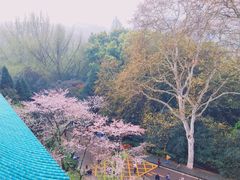 -武汉大学-樱园