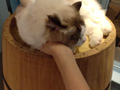 -遇见羊驼·奶狗咖·布偶猫咖·法斗柯基柴犬阿拉斯加(春熙路太古里IFS店)