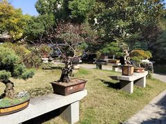 -上海醉白池公园