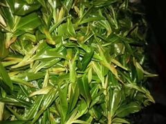 -大益茶庭(勐海会员中心店)