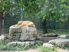 -上海野生动物园