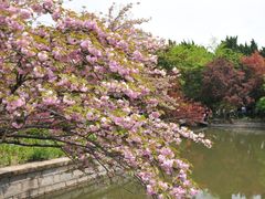 -嘉定紫藤园
