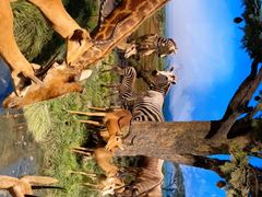 -国家自然博物馆