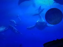-海昌极光餐厅