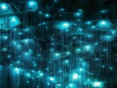 -怀托摩萤火虫洞