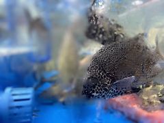 -明本湛江鸡•海鲜小厨(陈家祠店)