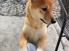 -柴犬高等学院·狗咖·柴犬售卖·宠物训练