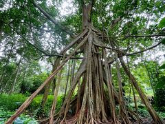 -中国科学院西双版纳热带植物园