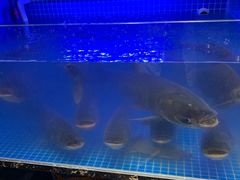 -姜君·千岛湖鱼头馆(浦东大道店)