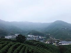 -龙井村