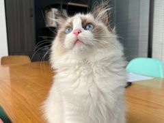 -喵zoo家庭繁育猫舍(尖东智能花园店)