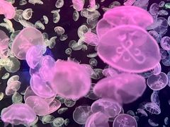 -江和美海洋公园