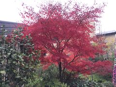 -浙江安吉JW万豪酒店·万豪中餐厅