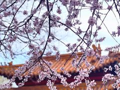 -桃花堤公园