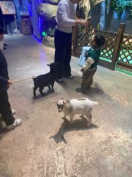 -酷嗒动物文化乐园(cutezoo西溪乐天城店)