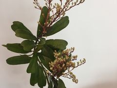 -北院·果木烤鸭·25年东北菜(创意产业园店)