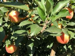 -万源龙顺度假庄园生态观光园