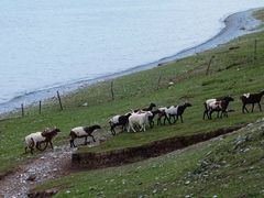 -青海湖国家重点风景名胜区
