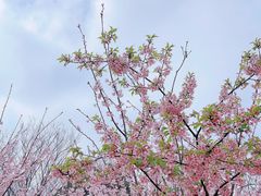 -顾村公园