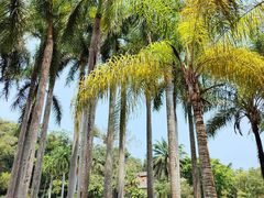 -中国科学院西双版纳热带植物园