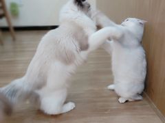 -滚猫咖啡·猫咖·猫友好撸猫(未来城店)