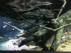 -暹罗海洋世界