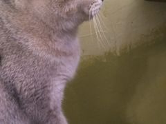 -猫色咖啡·猫咖