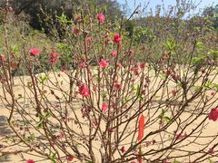 -南国桃园旅游度假区