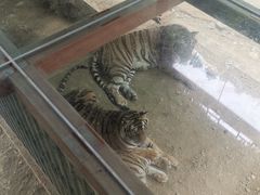 -栾川竹海野生动物园