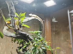 -帕帕拉兹宠物(亚洲旗舰店)