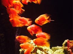 iphone_upload_pic-老船坞餐厅(北京亚洲大酒店 )