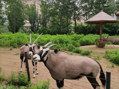 -大连森林动物园