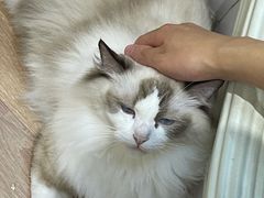 -COLOR PETS 撸猫馆·购猫·猫咖(长风大悦城店)