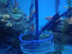 -上海海洋水族馆