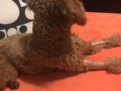 -安安宠医·安宠宠物医院